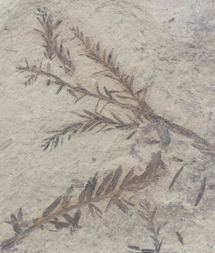 Metasequoia (Dawn Redwood) Fossil - Montana #41467